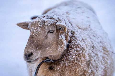 Winter weather, blowing snow, sheep on a snowy pasture, looking for food, thick fur, Elfringhauser