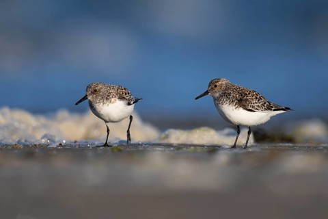 Avocet (Recurvirostra avosetta), Texel, Netherlands