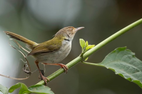 Common Tailorbird (Orthotomus sutorius) perched in a leafy tree, Sreepur, Gazipur, bangladesh