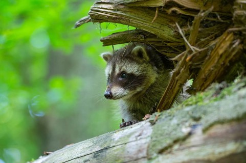 Young raccoon (Procyon lotor) on a discovery tour, Steinhagen, North Rhine-Westphalia, Germany
