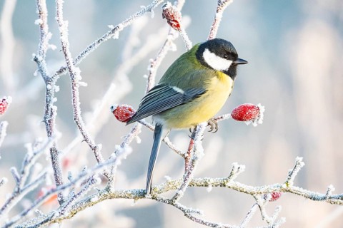 Great tit (Parus major) Germany