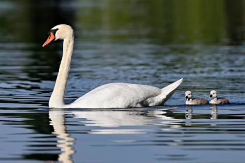 Mute swan (Cygnus olor), male with two chicks swimming in Lake Zug, Canton Zug, Switzerland