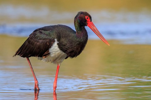 Black Stork (Ciconia nigra) foraging, Greece