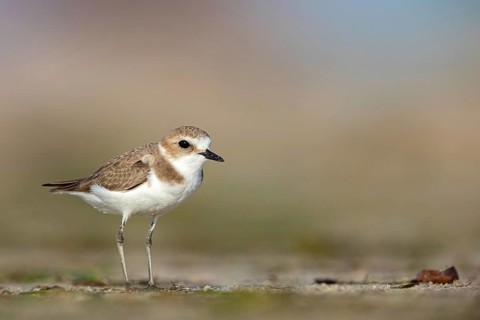 Animals, birds, plover, Kentish plover, (Charadrius alexandrinus), biotope, habitat, foraging, Barr