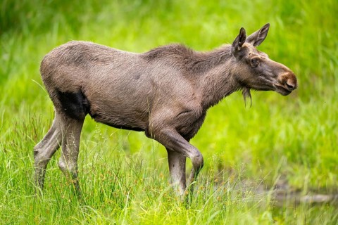 Eurasian elk (Alces alces) walking on a meadow in early summer, Bavarian Forest, Bavaria, Germany