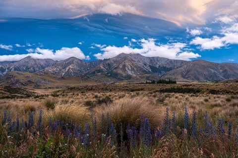 Dramatic cloudscape, mountain landscape and tussock grass, blue flowering viper's bugloss (Echium