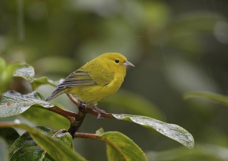 Anianiau, Maguma parvus, Hawaiian Honeycreeper