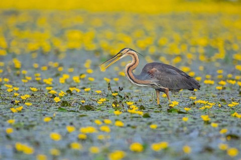 Purple heron (Ardea purpurea) Hungary