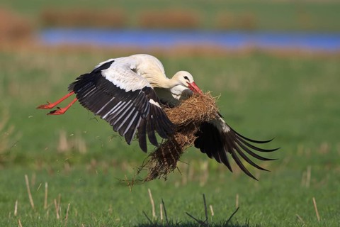 White Stork (Ciconia ciconia) flying, North Rhine-Westphalia, Germany