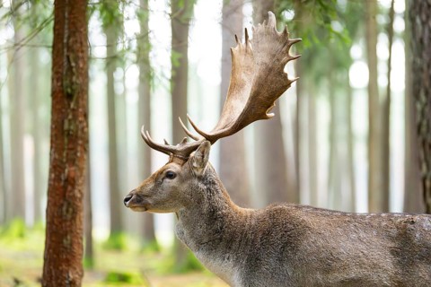 European fallow deer (Dama dama) buck, portrait, in a forest in autumn, Bavaria, Germany