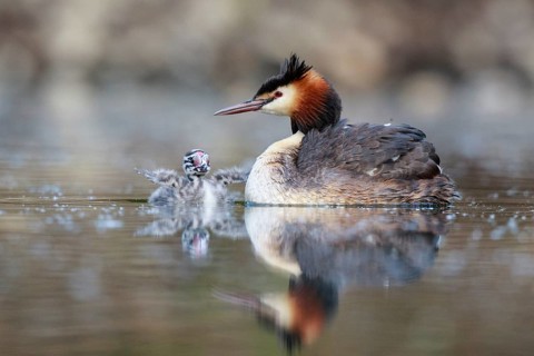 Great Crested Grebe (Podiceps cristatus) with chick, North Rhine-Westphalia, Germany