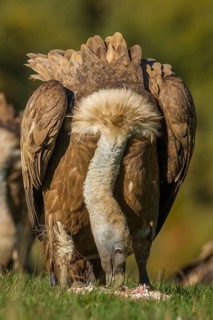 Griffon Vulture (Gyps fulvus), feeding on field, Castilla Leon, Spain