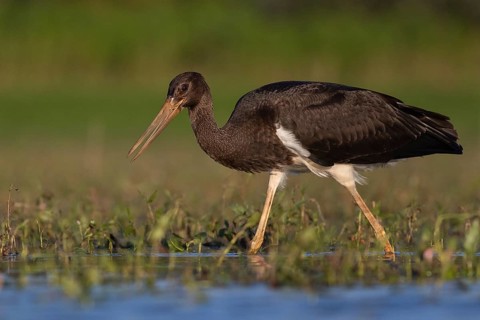 Black Stork (Ciconia nigra) juvenile foraging, Tiszaalpár, Hungary
