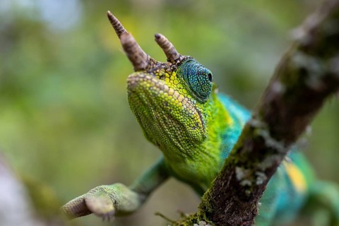 Three-horned chameleon (Trioceros jacksonii), male, Bwindi Impenetrable Forest National Park,