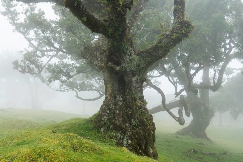 Laurel trees (Laurus nobilis) on Madeira, Fanal, Madeira, Portugal