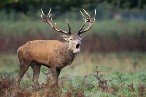 Red deer (Cervus elaphus) adult male stag animal roaring with its mouth open during the annual rut