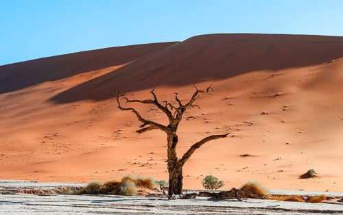 Dead camel thorn trees (Vachellia erioloba), red sand dunes, white salt pan, Dead Vlei, Sossusvlei,