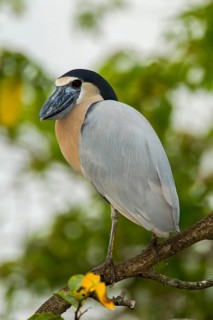 Boat-billed Heron Cochlearius cochlerius San Blas, Nayarit, Mexico 7 June Adult Ardeidae
