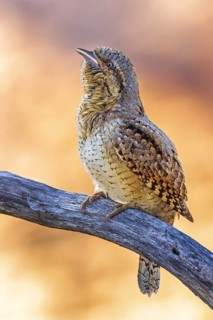 Eurasian Wryneck (Jynx torquilla), Saxony-Anhalt, Germany