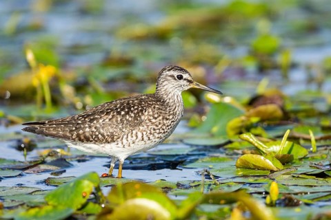 Spotted Redshank (Tringa erythropus) Hungary