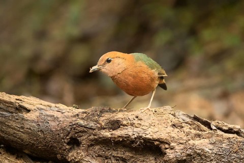 Rusty-naped Pitta (Hydrornis oatesi), Pahang, Malaysia