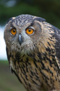 Portrait of an Eurasian Eagle Owl, Bubo bubo. Green vegetation in the background