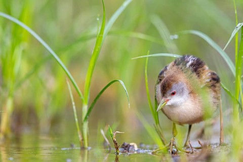 Little Crake, Little Crake, Small Crake, (Porzana parva), biotope, habitat, foraging, family of