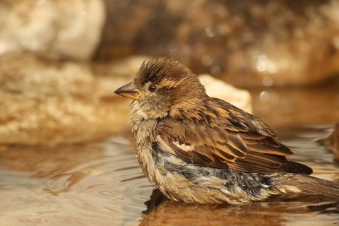 House sparrow (Passer domesticus) female bathing in a garden pond, Allgäu, Bavaria, Germany