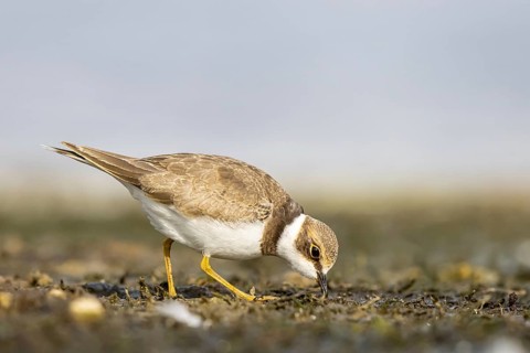 Little Ringed Plover (Charadrius dubius) juvenile, North Rhine-Westphalia, Germany