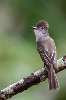 La Sagra's flycatcher (Myiarchus sagrae) perched on a branch in Cuba