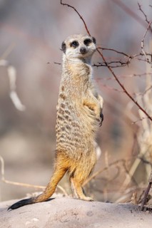 Meerkat (Suricata suricatta) standing sweet and curious in the desert, captive, occurrence Africa