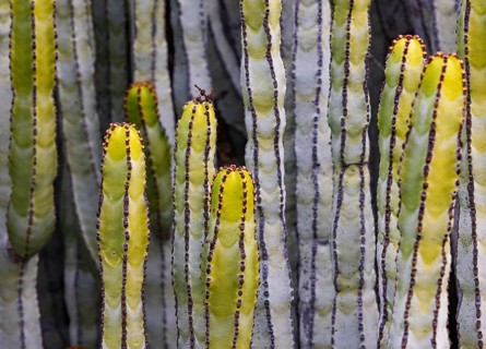 Canary Milkweed, Euphorbia canariensis, Tenerife, Canary Islands, Spain