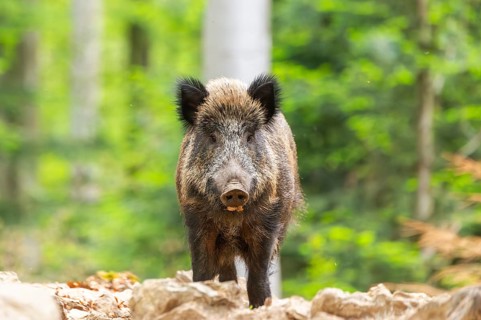 Wild boar (Sus scrofa) standing in a forest, Bavaria, Germany