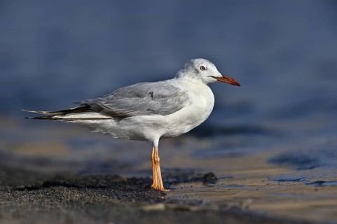 Slender-billed Gull (Chroicocephalus genei), Eilat, Israel