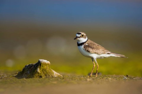 Little Ringed Plover (Charadrius dubius) female foraging, North Rhine-Westphalia, Germany