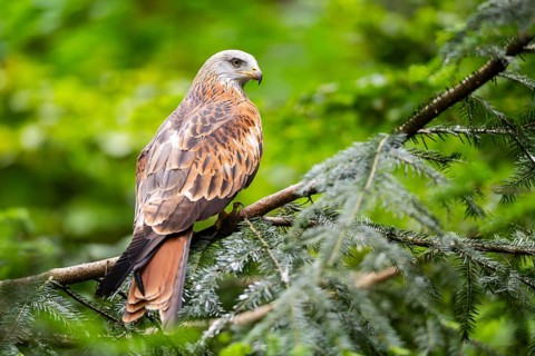 Red kite (Milvus milvus) sitting on a branch, Bavaria, Germany