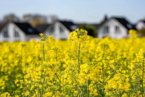 Residential development, residential area, single-family houses, in the south of Essen, living in