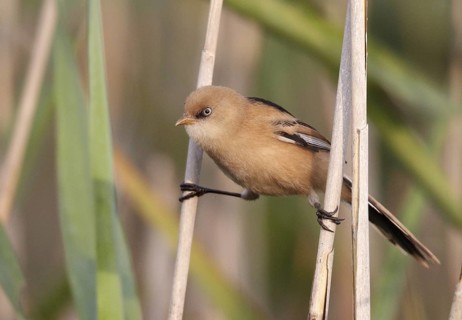 Bearded Reedling (Panurus biarmicus) juvenile, Mecklenburg-Western, Pomerania, Germany