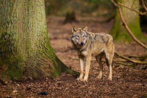 A wolf stands in the forest next to a tree, surrounded by foliage, Wolf (Canis lupus), Germany