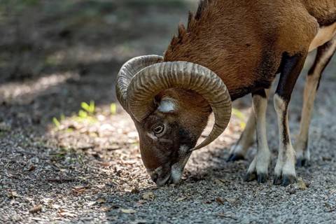 European mouflon (Ovis gmelini musimon), mouflon, male with impressively curved horns looking for