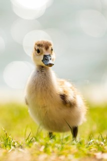 Egyptian goose (Alopochen aegyptiaca) cute chick on a meadow at the shore of a lake, Bavaria,