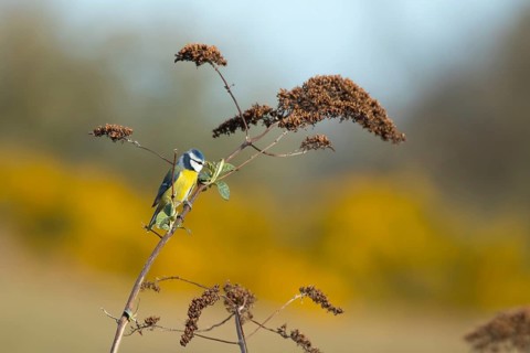 Blue tit (Cyanistes caeruleus) adult garden bird feeding on insects on a Buddleia (Buddleja davidi)