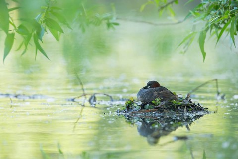 Little Grebe (Tachybaptus ruficollis) on nest, Hesse, Germany