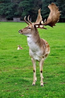 Fallow deer bull (Dama dama) in captivity, Poland