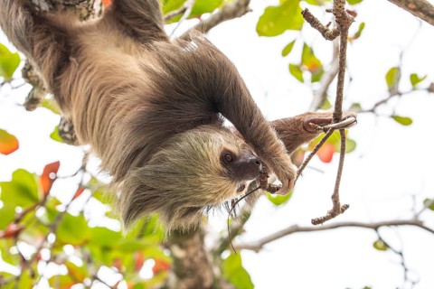 Male two toed sloth (Choloepus didactylus) hanging upside down and climbing on almond tree. Beach,