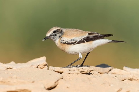 Desert Wheatear (Oenanthe deserti homochroa) Eilat, Israel
