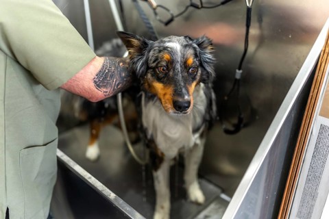 Australian shepherd standing in a stainless steel tub in a professional pet grooming salon,