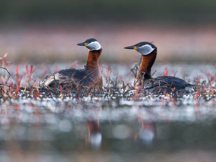 Red-necked Grebe (Podiceps grisegena) pair, Mecklenburg-Western Pomerania, Germany