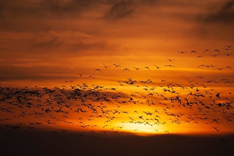 Pink-footed goose (Anser brachyrhynchus) adult geese birds in flight in a large flock or skein