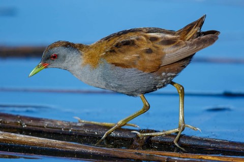 Little Crake (Porzana parva) foraging, Greece